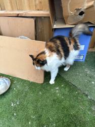Reunited Female Cat last seen Severn street Newport, Newport, VIC 3015