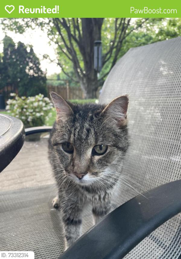Reunited Male Cat last seen Loch Ness Ave and Heathview in Olentangy Highlands Neighborhood, Worthington, OH 43085