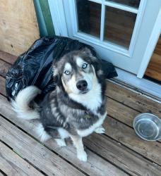 Reunited Male Dog last seen 78th ave and 204th st, Pierce County, WA 98387