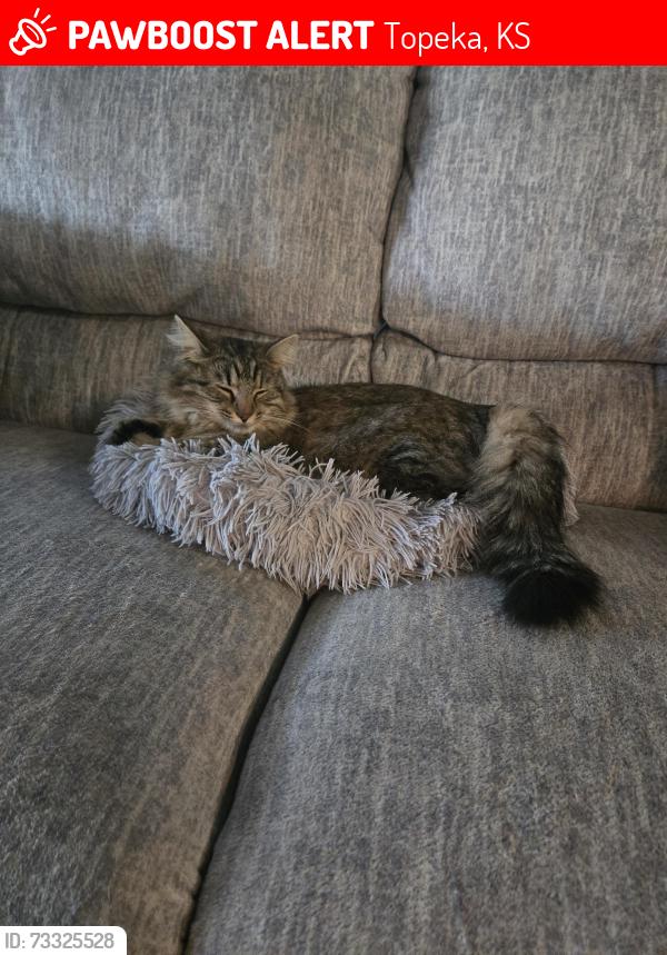 Lost Female Cat last seen Lake Sherwood, Topeka, KS 66614