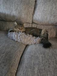 Lost Female Cat last seen Lake Sherwood, Topeka, KS 66614