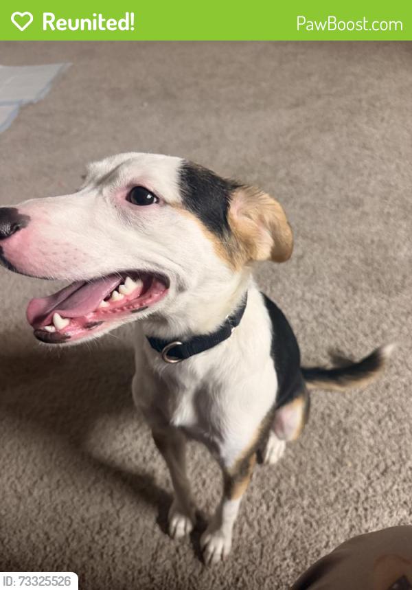 Reunited Male Dog last seen Near S Beckley Ave, Dallas, TX 75224, USA, Dallas, TX 75224