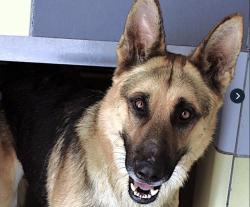 Reunited Male Dog last seen Lorenzi Park, North Las Vegas, NV 89032