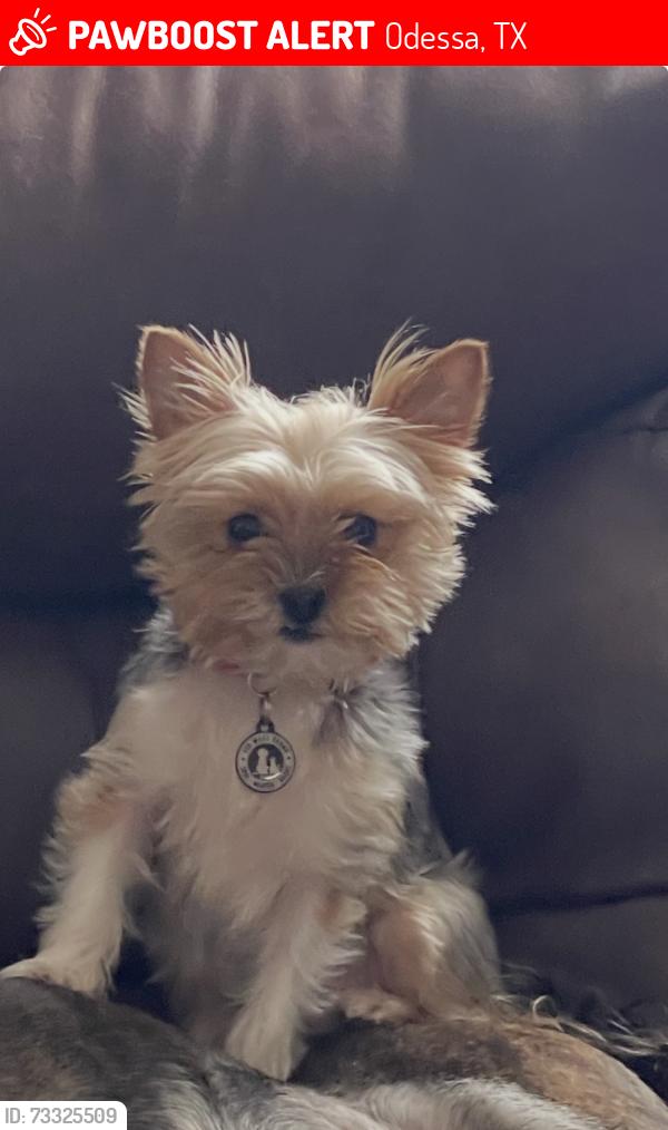 Lost Female Dog last seen Lime st and Bonanza st., Odessa, TX 79766
