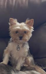 Lost Female Dog last seen Lime st and Bonanza st., Odessa, TX 79766