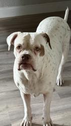 Reunited Female Dog last seen 8th St SE & Golden Gate Blvd, Naples, FL 34117