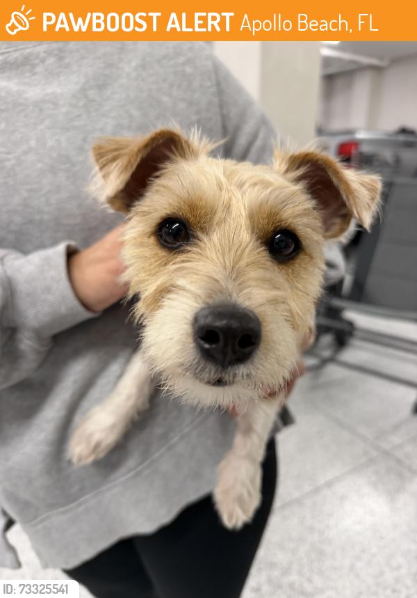 Found/Stray Female Dog last seen Birdie, Apollo Beach, FL 33572