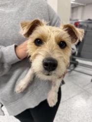 Found/Stray Female Dog last seen Birdie, Apollo Beach, FL 33572