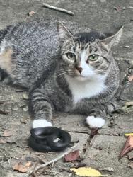 Reunited Female Cat last seen Gap Creek Rd and Hwy 357, Greer, SC 29651