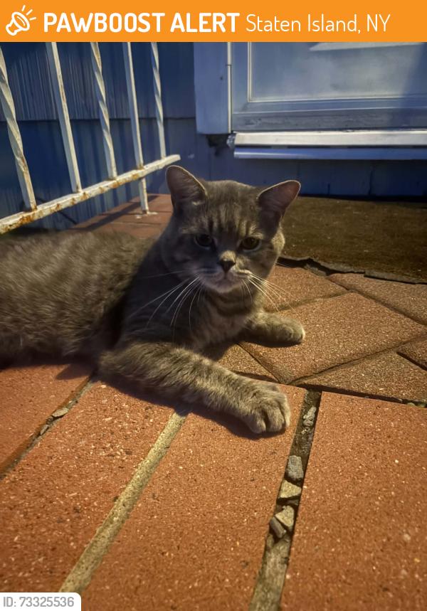 Found/Stray Unknown Cat last seen westbrook ave, Staten Island, NY 10303
