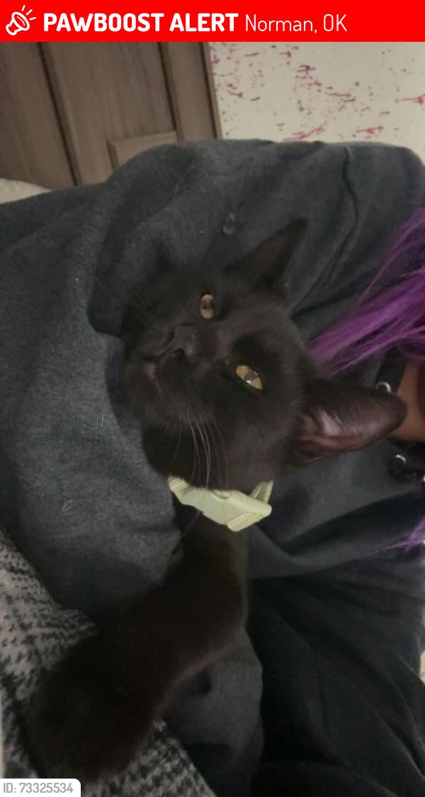 Lost Female Cat last seen Last seen at Sunnylane trailer park, Norman, OK 73071