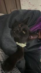 Lost Female Cat last seen Last seen at Sunnylane trailer park, Norman, OK 73071