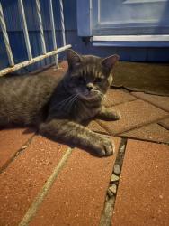 Found/Stray Unknown Cat last seen westbrook ave, Staten Island, NY 10303