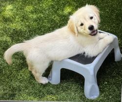 Lost Female Dog last seen Sajo Dr, Attleboro, MA 02703