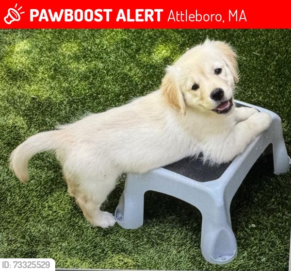 Lost Female Dog last seen Sajo Dr, Attleboro, MA 02703