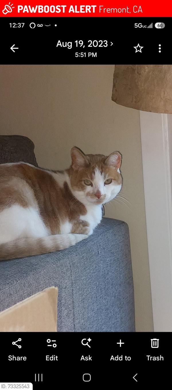 Lost Male Cat last seen Warren and Warm Springs, Fremont, CA 94539