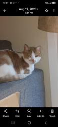 Lost Male Cat last seen Warren and Warm Springs, Fremont, CA 94539