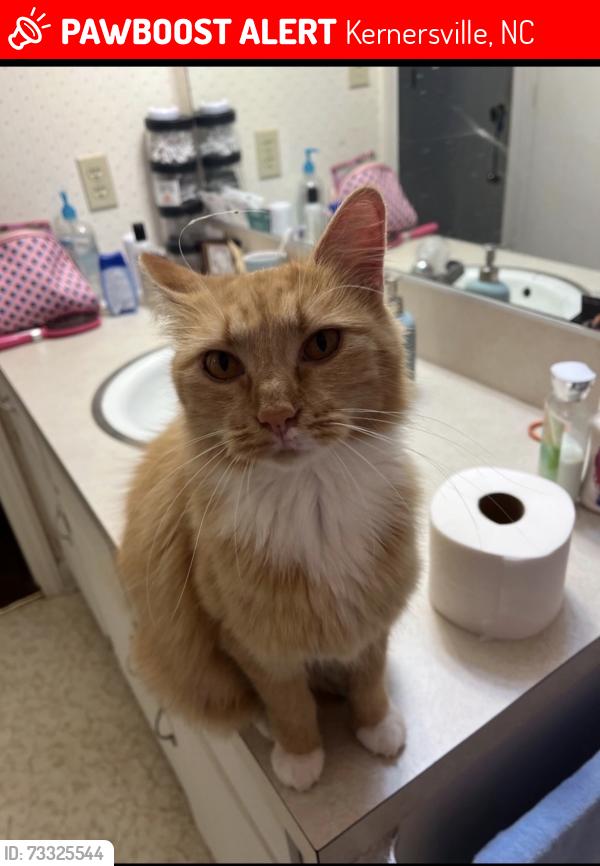 Lost Female Cat last seen appartment fence, Kernersville, NC 27284