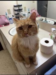 Lost Female Cat last seen appartment fence, Kernersville, NC 27284