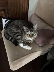 Lost Male Cat last seen 76th and Greenwood Ave, Seattle, WA 98117