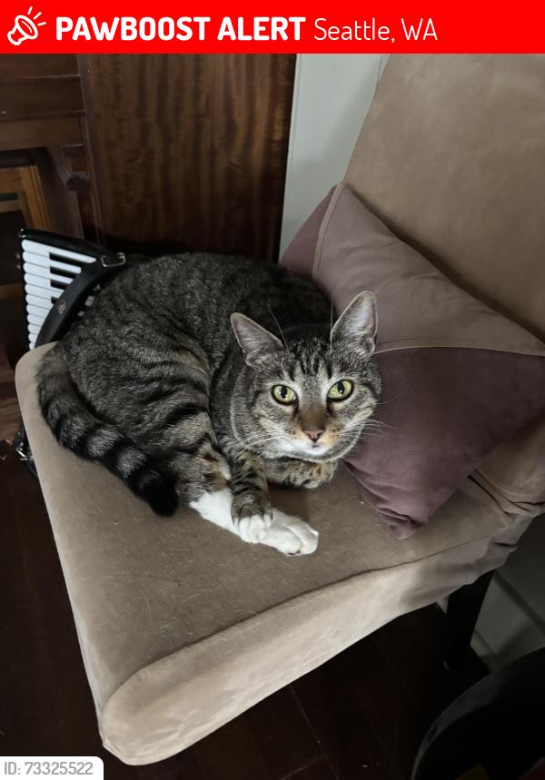 Lost Male Cat last seen 76th and Greenwood Ave, Seattle, WA 98117