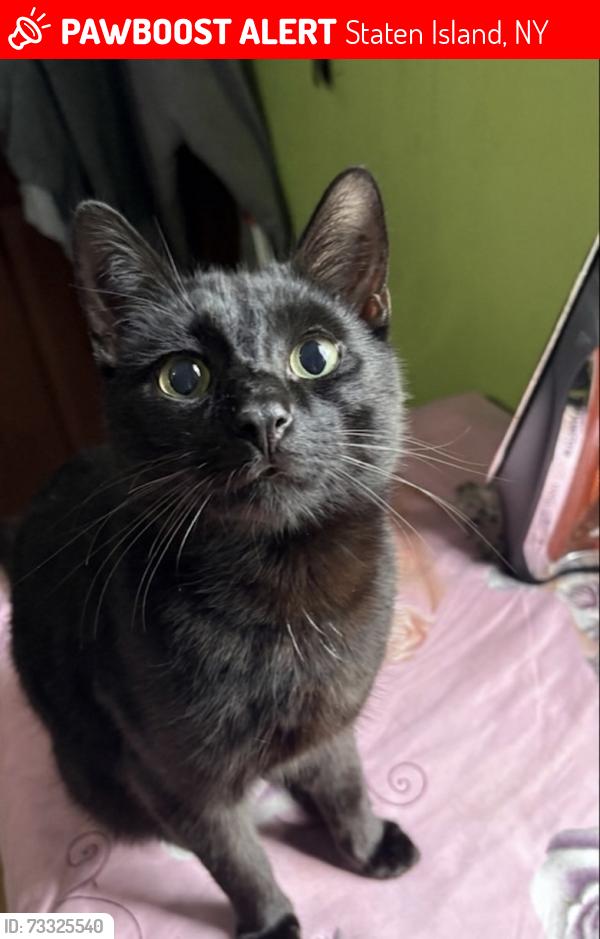 Lost Male Cat last seen nicholas ave/charles ave, port richmond ave, Staten Island, NY 10302