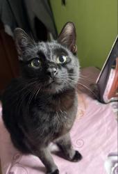 Lost Male Cat last seen nicholas ave/charles ave, port richmond ave, Staten Island, NY 10302