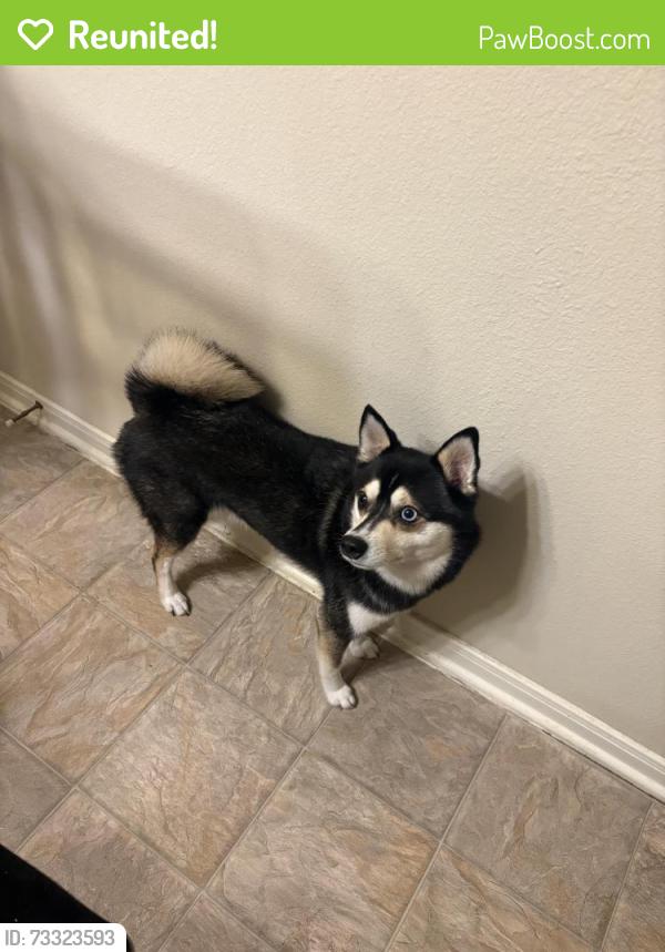 Reunited Male Dog last seen Windy stone drive, Harris County, TX 77449