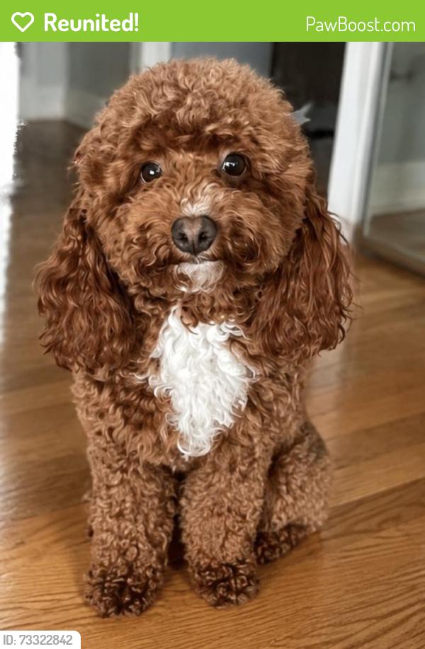Reunited Female Dog last seen 7th and Fillmore, Maywood, IL 60153