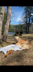 Reunited Female Dog last seen Bryan easler Toyota, Hendersonville, NC 28792