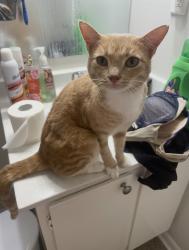 Lost Male Cat last seen Fence behind appartments, Kernersville, NC 27284