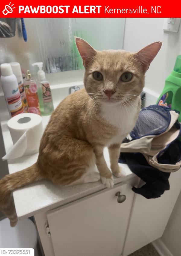 Lost Male Cat last seen Fence behind appartments, Kernersville, NC 27284