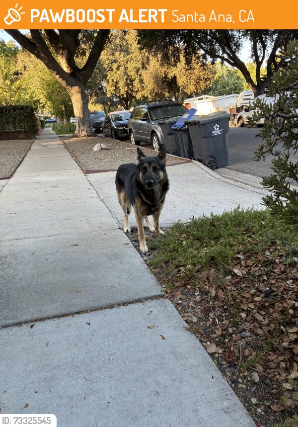 Found/Stray Male Dog last seen 22nd/Alona Santa Ana, Santa Ana, CA 92706