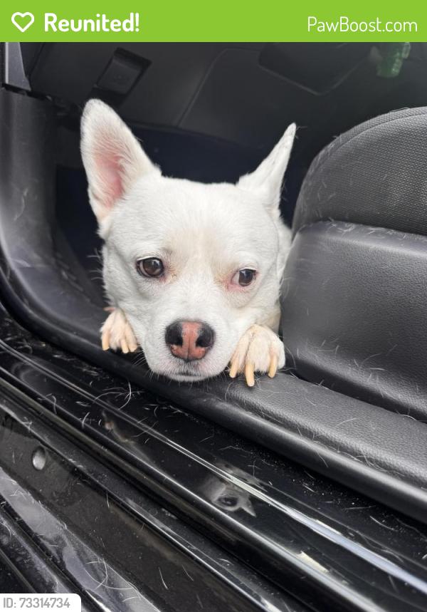 Reunited Male Dog last seen Glenview, KFC parking lot, North Richland Hills, TX 76180