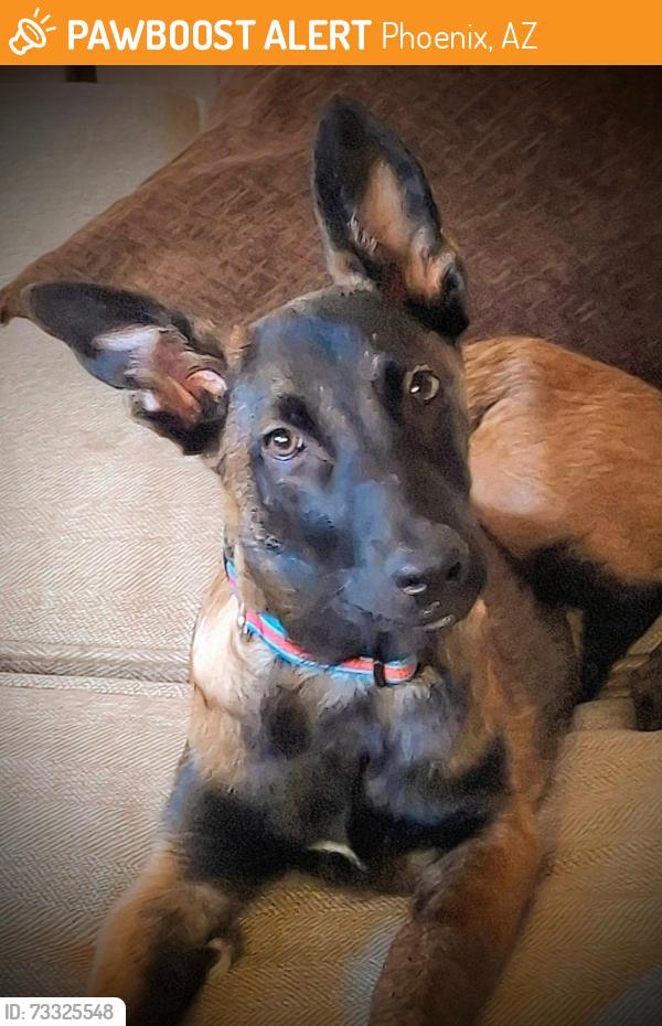 Found/Stray Male Dog last seen 43rd and Thunderbird, Phoenix, AZ 85306