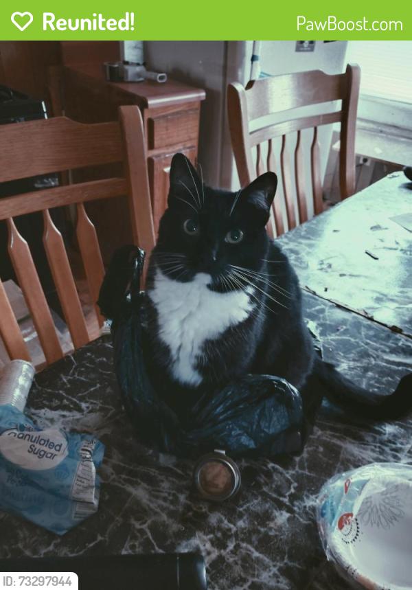 Reunited Female Cat last seen Near North main street or petro save, Brockton, MA 02301