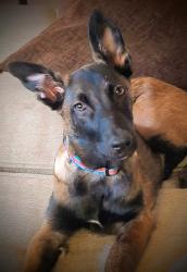 Found/Stray Male Dog last seen 43rd and Thunderbird, Phoenix, AZ 85306