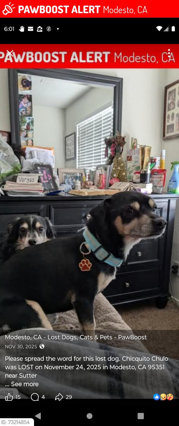 Lost Male Dog last seen Chiquito chulo got lost from my mom's hse 1629 Nian way of Sutter avenue in the west side if seen please contact thank you, Modesto, CA 95351