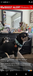 Lost Male Dog last seen Chiquito chulo got lost from my mom's hse 1629 Nian way of Sutter avenue in the west side if seen please contact thank you, Modesto, CA 95351
