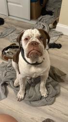 Reunited Female Dog last seen 8th St SE & Golden Gate BLVD, Naples, FL 34117