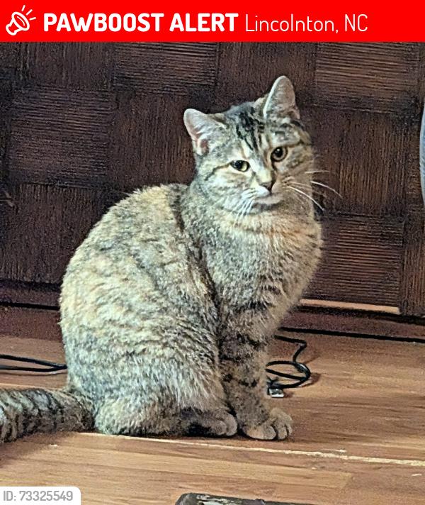 Lost Female Cat last seen Hwy 27, Lincolnton, NC 28092