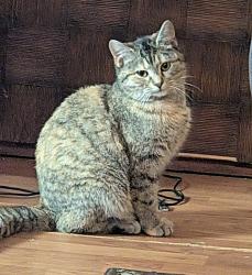 Lost Female Cat last seen Hwy 27, Lincolnton, NC 28092