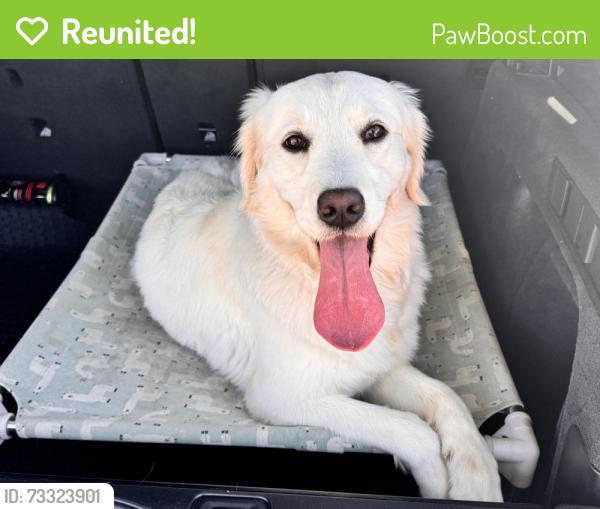 Reunited Female Dog last seen Near Lakewood Dr, Sunnyvale, CA 94089, USA, Sunnyvale, CA 94089