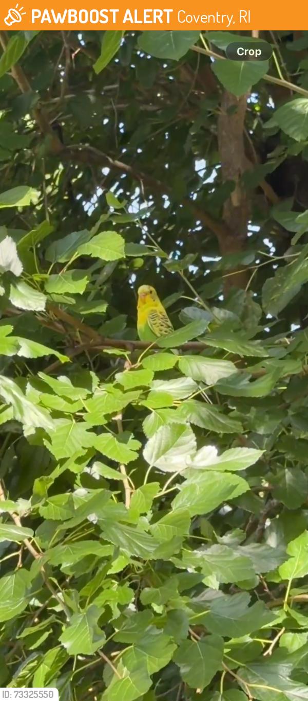 Found/Stray Unknown Bird last seen Ham & Egger restaurant, Coventry, RI 02816