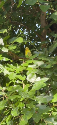 Found/Stray Unknown Bird last seen Ham & Egger restaurant, Coventry, RI 02816