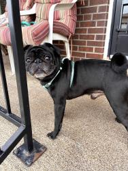 Found/Stray Male Dog last seen Home Depot Lakewood, Lakewood, CO 80232