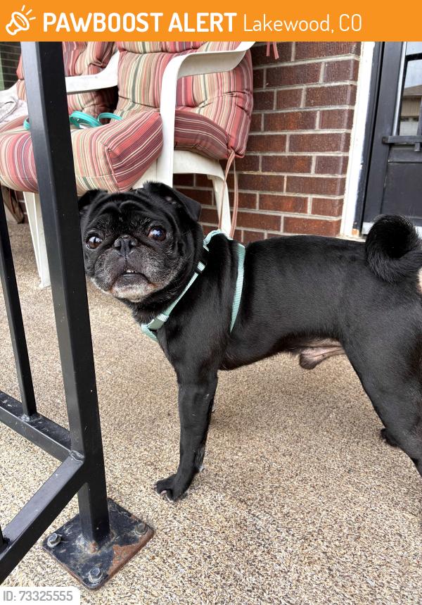 Found/Stray Male Dog last seen Home Depot Lakewood, Lakewood, CO 80232