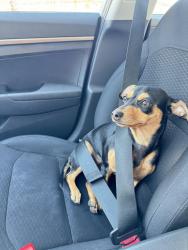 Lost Female Dog last seen Near McNeil trails 8, Austin, TX 78729