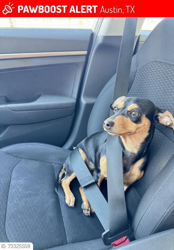 Lost Female Dog last seen Near McNeil trails 8, Austin, TX 78729
