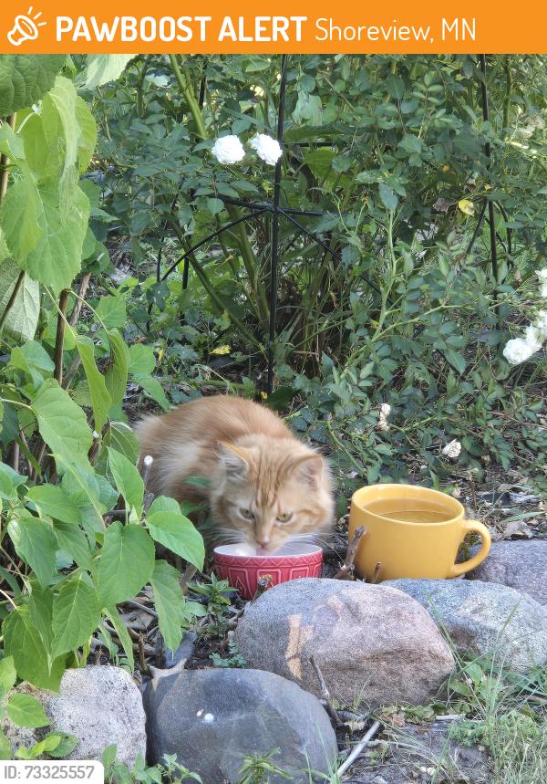 Found/Stray Unknown Cat last seen Near Shamrock Park, Shoreview, MN 55126